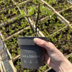 Hortenzia metlinatá (Hydrangea paniculata) ´LIVING INFINITY´® by LIVING CREATIONS® výška 20-30 cm, kont. C1,5L